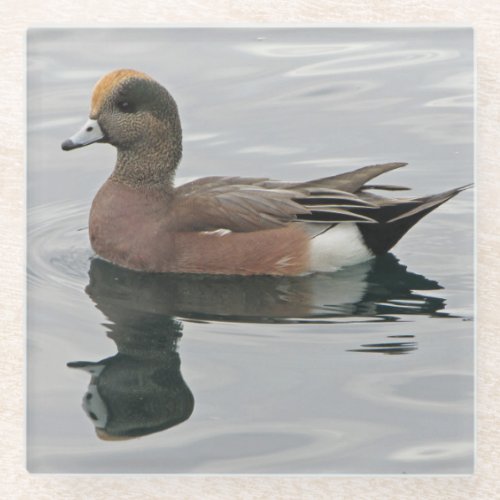 Duck Photo Male Wigeon on Calm Water Reflection Glass Coaster