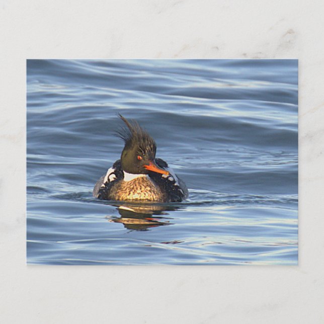 Duck Photo Postcard (Front)