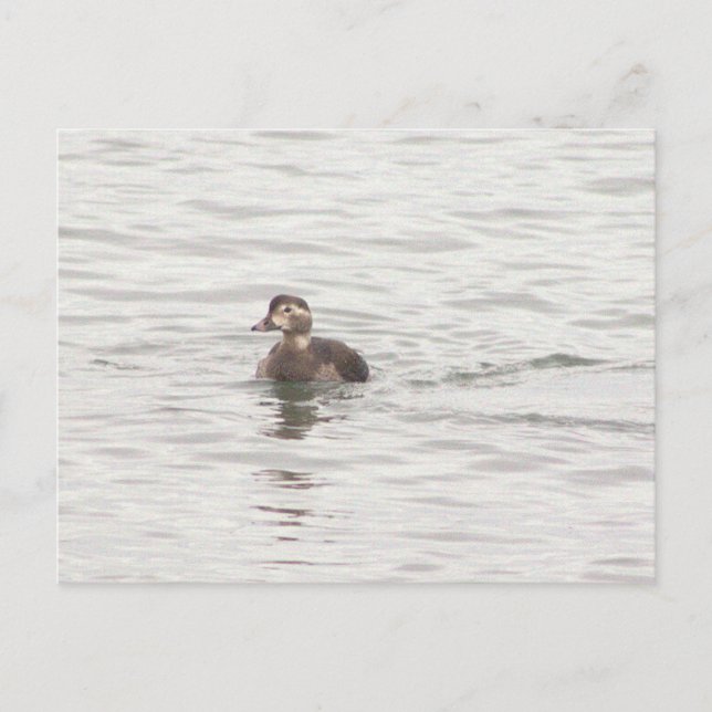 Duck Photo Postcard (Front)
