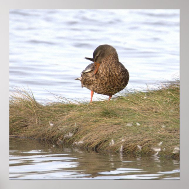 Duck Photo Poster (Front)