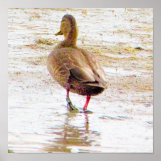 Duck Photo Poster