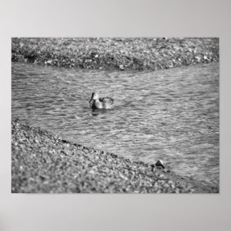 Duck Photo Poster