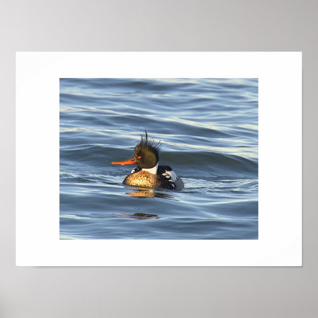 Duck Photo Poster  (Front)