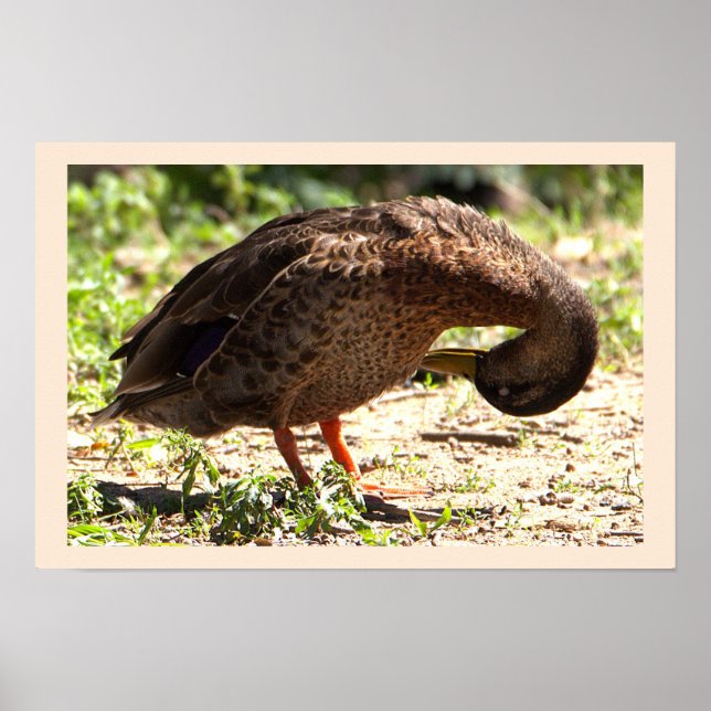 Duck Photo Poster (Front)