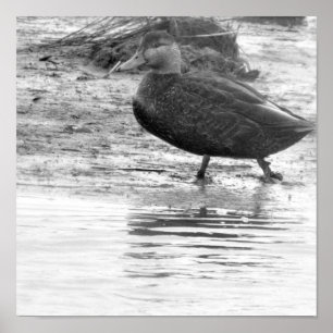 Duck Photo Poster