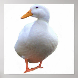 Duck Photo Poster