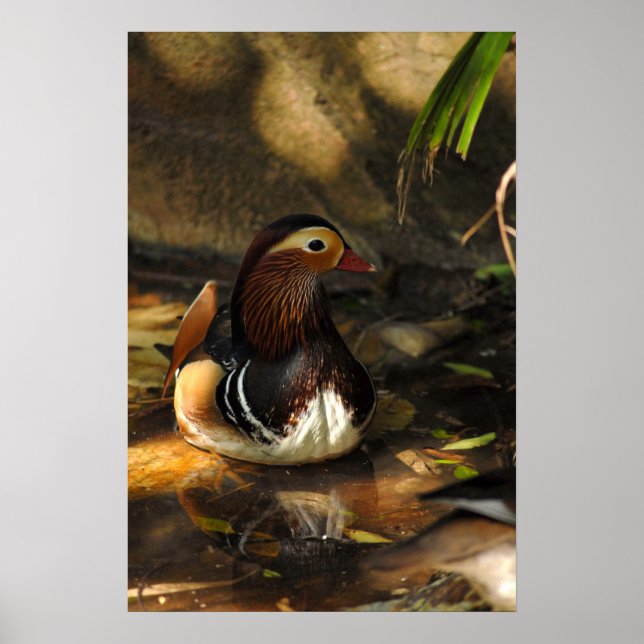 Duck Pond Poster (Front)