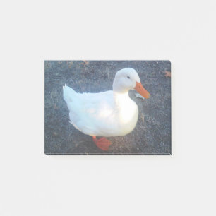 Duck Post-it Notes