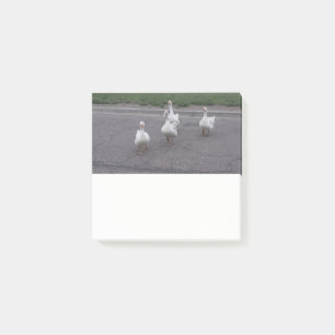 Duck Post it Notes
