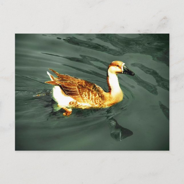 Duck Postcard (Front)