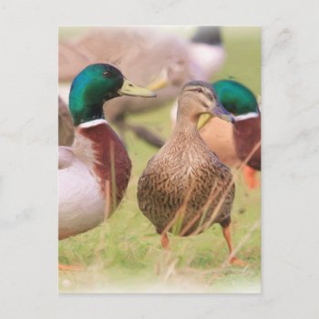 Duck Postcard by redletterdays at Zazzle