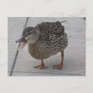 Duck postcard