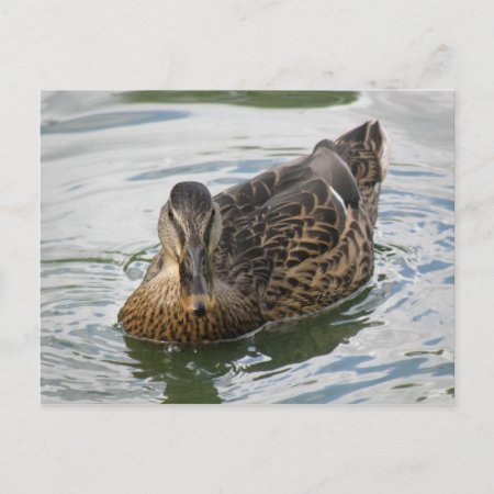 Duck Postcard