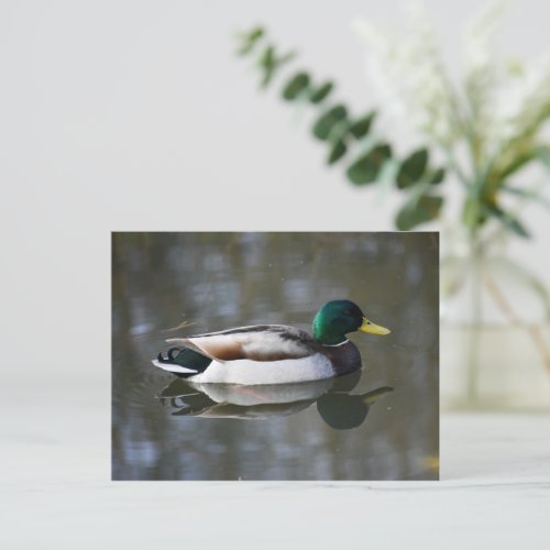 Duck  postcard
