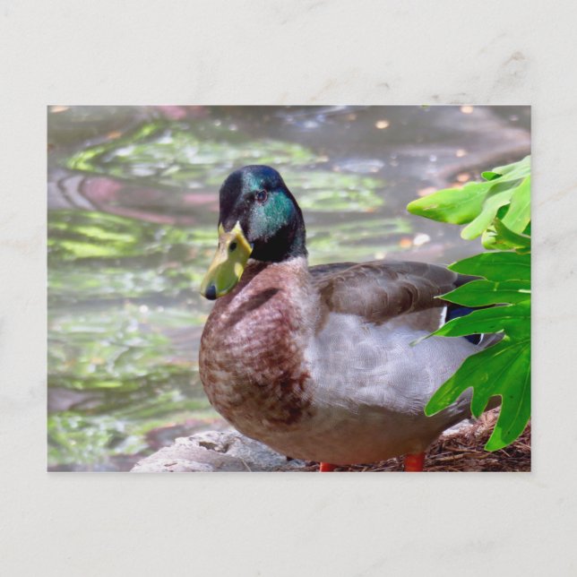 Duck Postcard (Front)