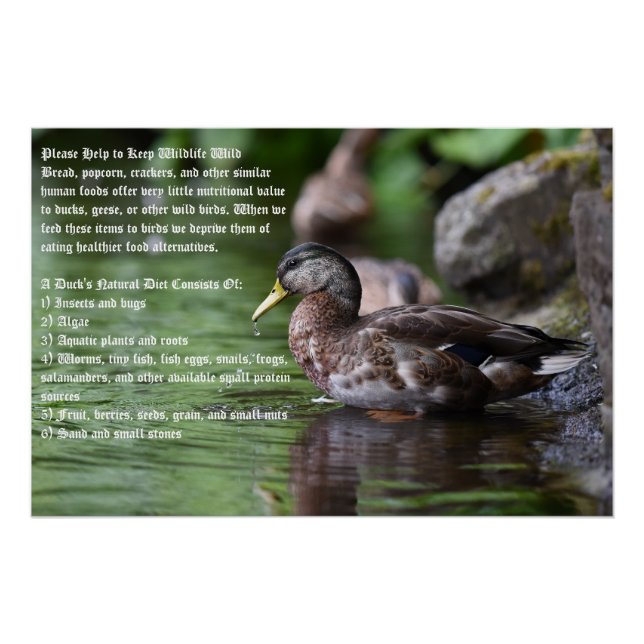 Duck Poster (Front)