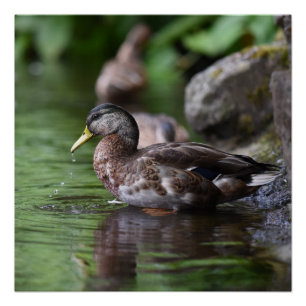 Duck Poster