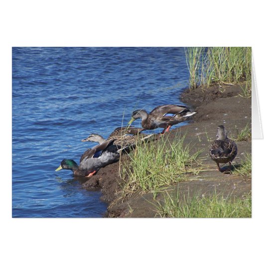 Duck Procession Cards (Front Horizontal)