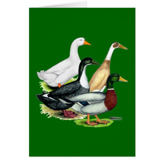 Duck Quartet Cards (Front)