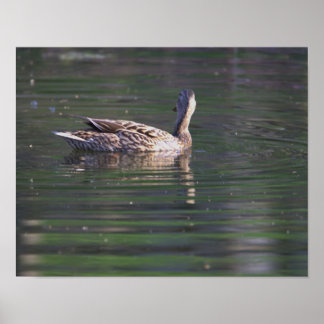 Duck Reflection Poster