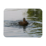 Duck shaking Tailfeather  Magnet