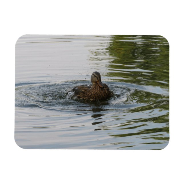 Duck shaking Tailfeather  Magnet (Horizontal)