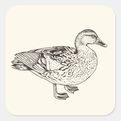 Duck Sketch Square Sticker