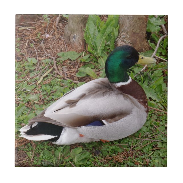 Duck Small (4.25" x 4.25") Ceramic Photo Tile (Front)