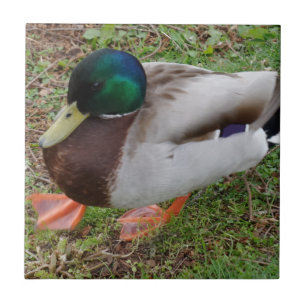 Duck Small (4.25" x 4.25") Ceramic Photo Tile