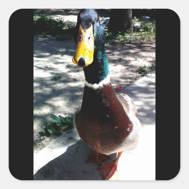 Duck stickers (Front)