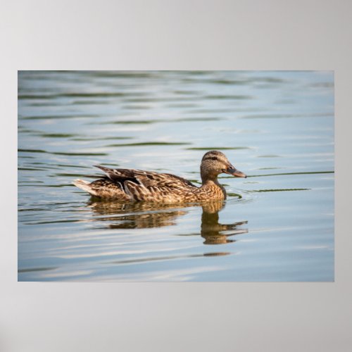 Duck Swimming Poster