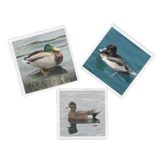 Duck Trio Photo Birds on Calm Water Lake Animals Acrylic Tray
