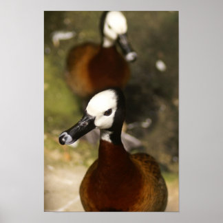 Duck-ttitude Poster