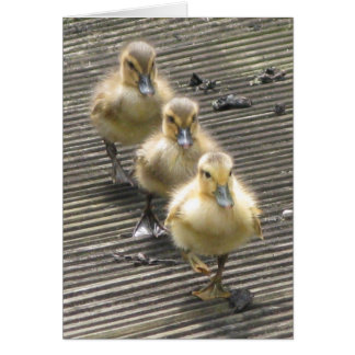 Duck Visitors Cards