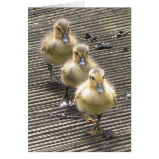 Duck Visitors Cards (Front)