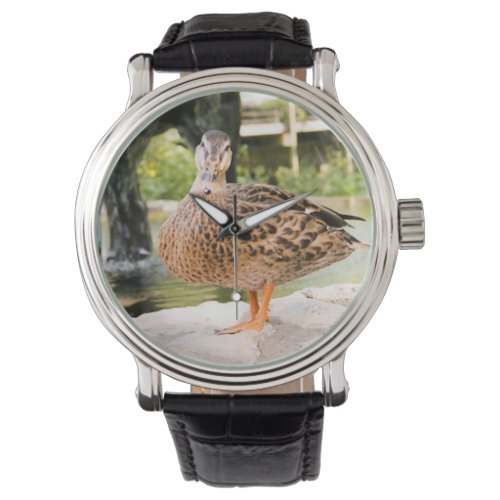 duck watch
