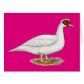 Duck White Muscovy (Front Horizontal)