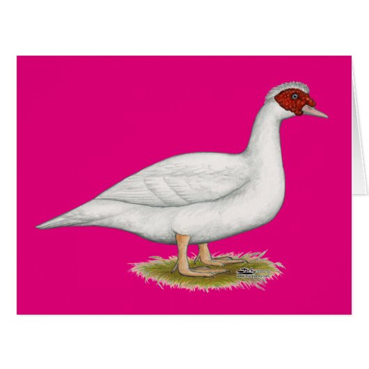 Duck White Muscovy Cards (Front Horizontal)