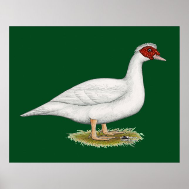 Duck White Muscovy Poster (Front)