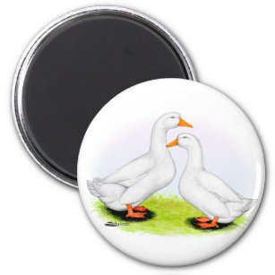 Duck:  White Pekins Magnet