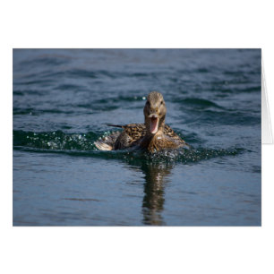 Duck with beak open cards