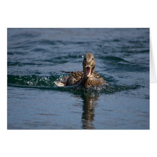 Duck with beak open cards (Front Horizontal)