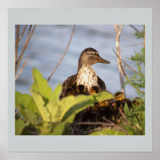 Duck with Ducklings Photo Poster
