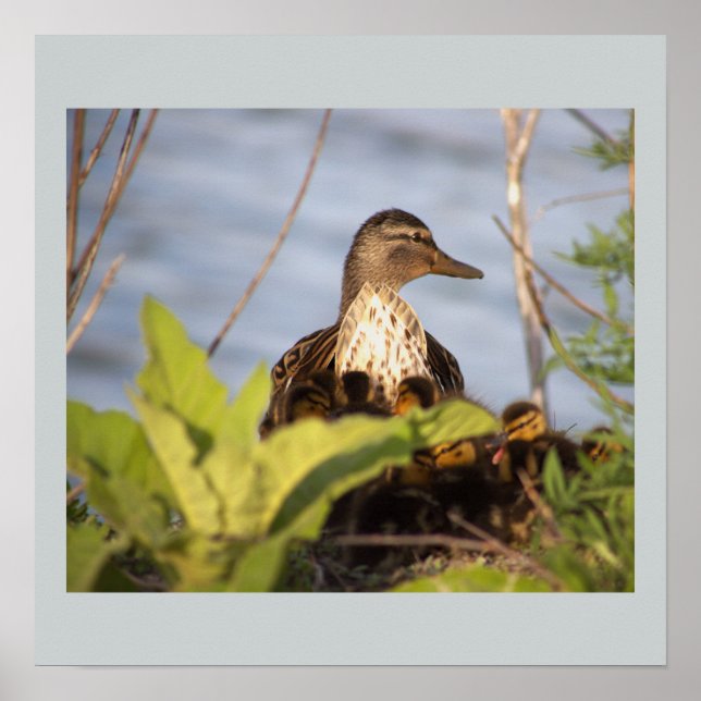 Duck with Ducklings Photo Poster (Front)