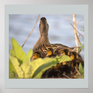 Duck with Ducklings Photo Poster