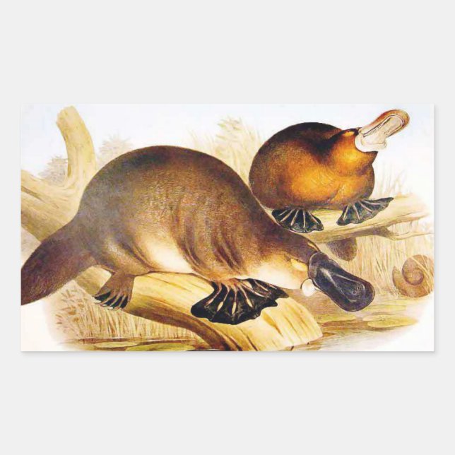 "Duckbilled Platypus" Rectangular Sticker (Front)