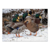 duckie couple (Front Horizontal)