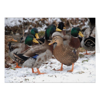 duckie couple cards