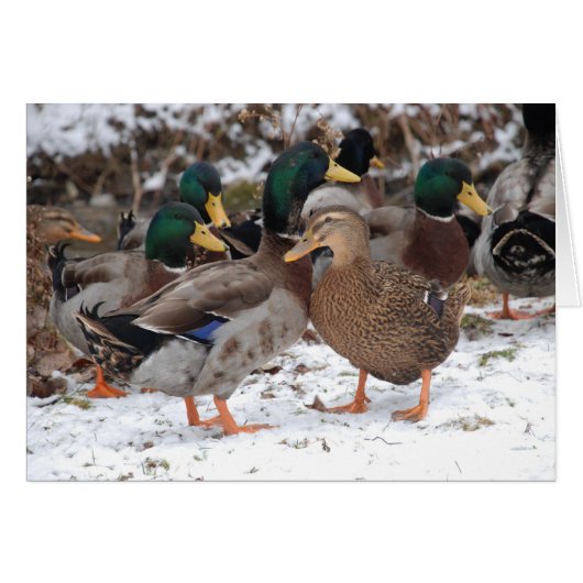 duckie couple cards (Front Horizontal)