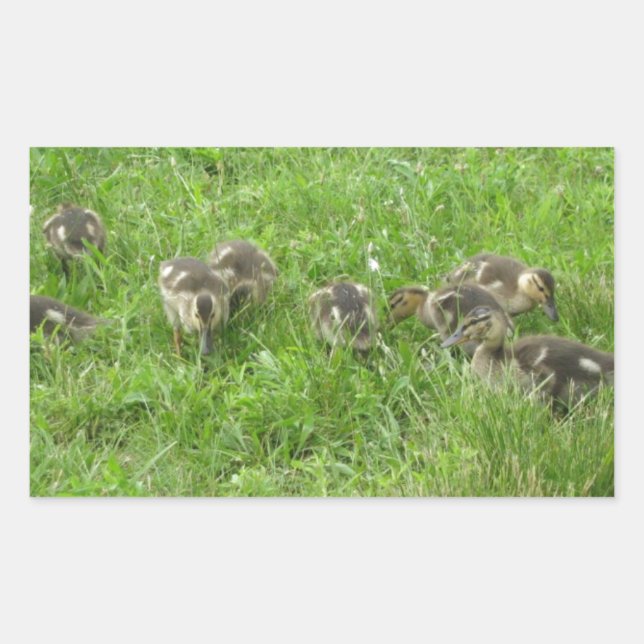 Duckies in the Grass Rectangular Sticker (Front)